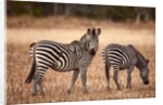 Crawshay's zebras by Anonymous