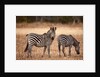 Crawshay's zebras by Anonymous