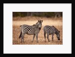Crawshay's zebras by Anonymous