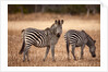 Crawshay's zebras by Anonymous