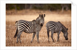 Crawshay's zebras by Anonymous
