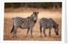 Crawshay's zebras by Anonymous