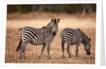 Crawshay's zebras by Anonymous