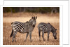 Crawshay's zebras by Anonymous