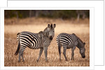 Crawshay's zebras by Anonymous