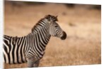 Crawshay's zebra by Anonymous