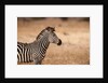Crawshay's zebra by Anonymous