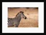 Crawshay's zebra by Anonymous