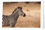 Crawshay's zebra by Anonymous