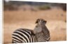 Crawshay's zebra by Anonymous