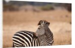 Crawshay's zebra by Anonymous