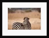 Crawshay's zebra by Anonymous