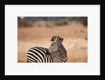 Crawshay's zebra by Anonymous
