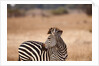 Crawshay's zebra by Anonymous