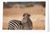 Crawshay's zebra by Anonymous