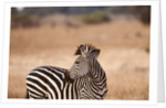 Crawshay's zebra by Anonymous
