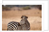 Crawshay's zebra by Anonymous