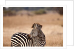 Crawshay's zebra by Anonymous