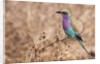 Lilac-breasted Roller by Anonymous