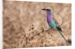 Lilac-breasted Roller by Anonymous