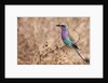 Lilac-breasted Roller by Anonymous