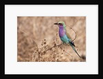 Lilac-breasted Roller by Anonymous