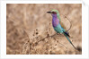 Lilac-breasted Roller by Anonymous