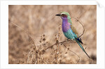 Lilac-breasted Roller by Anonymous