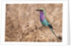 Lilac-breasted Roller by Anonymous