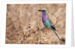 Lilac-breasted Roller by Anonymous