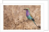 Lilac-breasted Roller by Anonymous