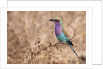 Lilac-breasted Roller by Anonymous