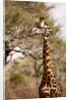 Endemic Thornicroft Giraffe by Anonymous