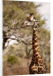Endemic Thornicroft Giraffe by Anonymous