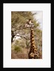 Endemic Thornicroft Giraffe by Anonymous