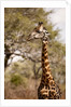 Endemic Thornicroft Giraffe by Anonymous