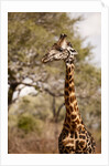Endemic Thornicroft Giraffe by Anonymous