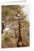 Endemic Thornicroft Giraffe by Anonymous
