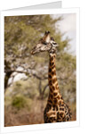 Endemic Thornicroft Giraffe by Anonymous