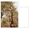 Endemic Thornicroft Giraffe by Anonymous