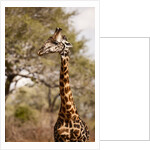 Endemic Thornicroft Giraffe by Anonymous