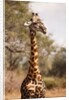 Endemic Thornicroft Giraffe by Anonymous