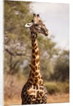 Endemic Thornicroft Giraffe by Anonymous