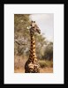 Endemic Thornicroft Giraffe by Anonymous