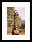 Endemic Thornicroft Giraffe by Anonymous
