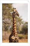 Endemic Thornicroft Giraffe by Anonymous