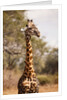 Endemic Thornicroft Giraffe by Anonymous