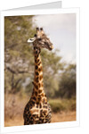 Endemic Thornicroft Giraffe by Anonymous