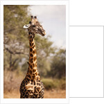 Endemic Thornicroft Giraffe by Anonymous
