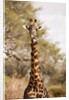 Endemic Thornicroft Giraffe by Anonymous